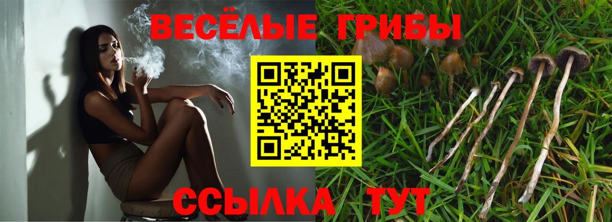 Псилоцибиновые грибы Psilocybe  Вход с VPN  Черняховск 